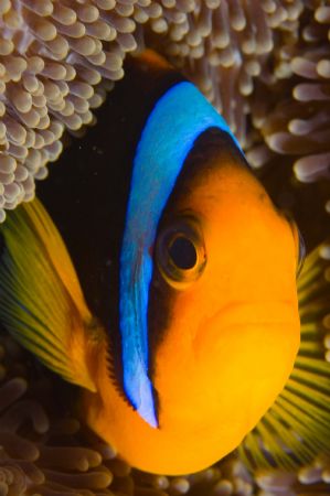Clownfish in Palau, taken with 105 and Nikon d-70 by Tom Meyer 