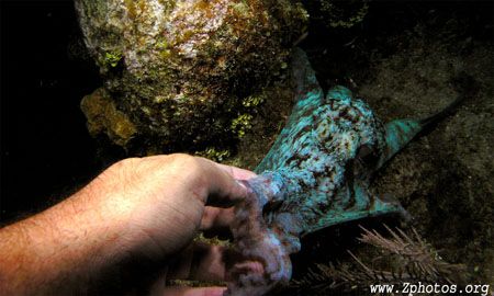 This reef octopus was very playful and decided to shaked ... by Zaid Fadul 