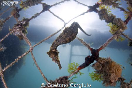 diving down by Gaetano Gargiulo 