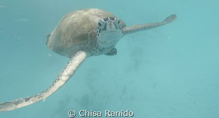 Swimming with the Sea Turtles at Redang Island, Terenggan... by Chisa Ranido 