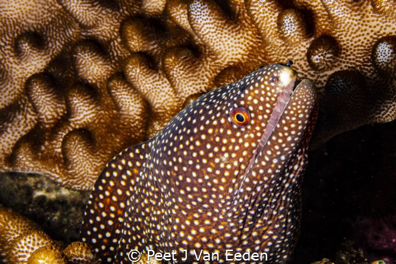 This is the best smile I can produce

Guineafowl Moray ... by Peet J Van Eeden 
