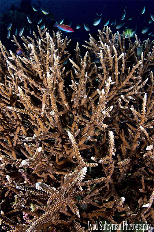 Healthy hard coral reef of Komodo by Iyad Suleyman 