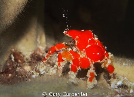 Cryptic teardrop crab (Pelia mutica) - Picture taken in B... by Gary Carpenter 