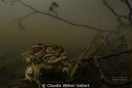 waiting for the perfect moment.... 
toads in a pond by Claudia Weber-Gebert 