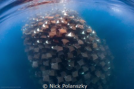 The Mobula Rays of the Sea of Cortez, Mexico by Nick Polanszky 