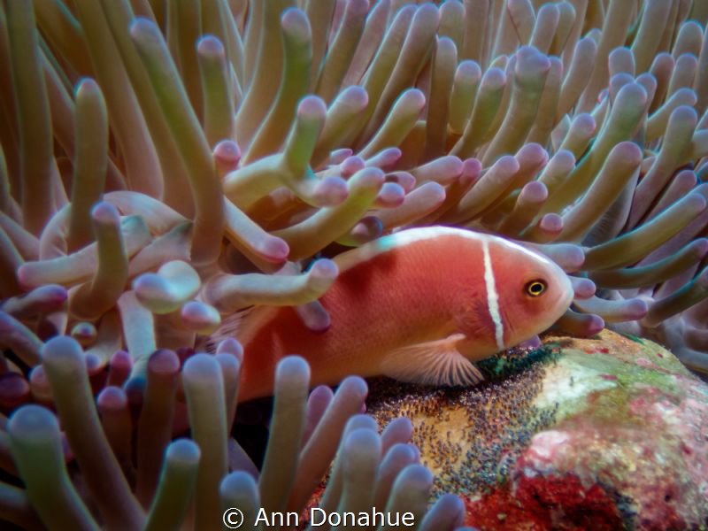 Motherly Care 
This Pink Anemone fish is fining over its... by Ann Donahue 