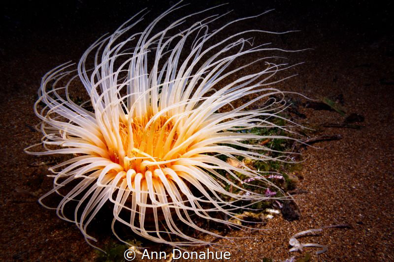Glowing Anemone
It was easy to spot this vibrant tube an... by Ann Donahue 