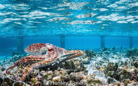Octopus on the Reef by Henley Spiers 