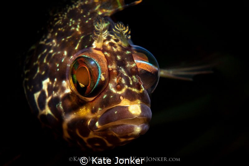 Caught in the Act!
Super klipfish spies me with one eye ... by Kate Jonker 