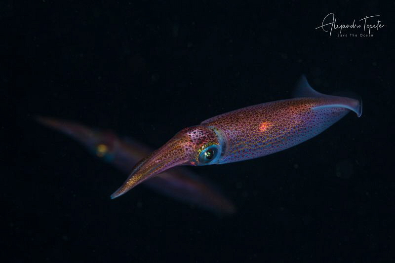 Squids in the dark, Gardens of the Queen, Cuba by Alejandro Topete 