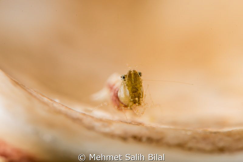 Sashimi shrimp, Romblon. by Mehmet Salih Bilal 