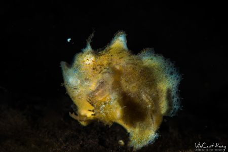 running frogfish
iso100, f40, 1/200s, with Nikon D800, 1... by Vincent Kong 