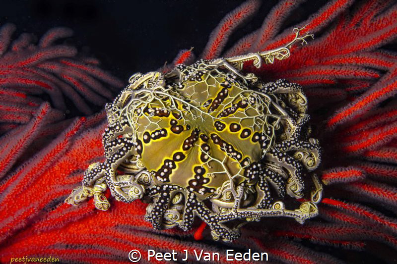 Jewel of the Ocean

Basket star on Palmate Sea Fan by Peet J Van Eeden 