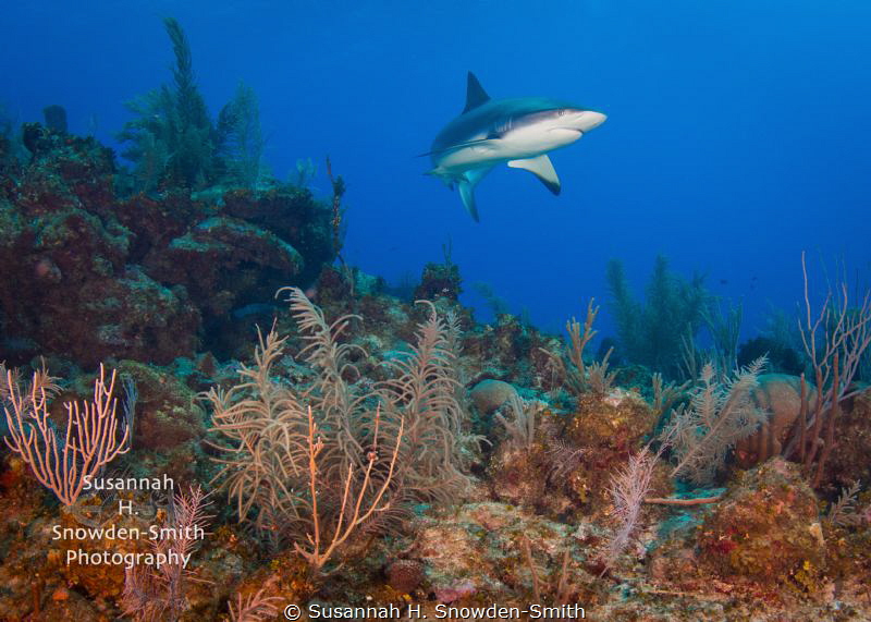 "On Patrol" - A Caribbean reef shark sweeps in for a clos... by Susannah H. Snowden-Smith 