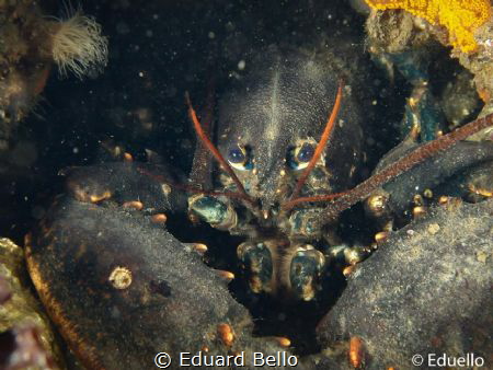 Lobster around by Eduard Bello 