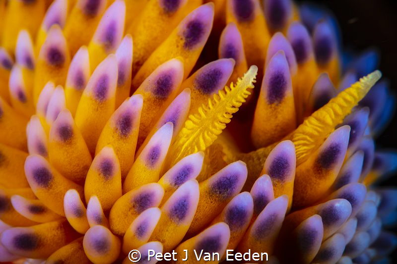 A Closer Look
super macro of a Gasflame nudibranch by Peet J Van Eeden 