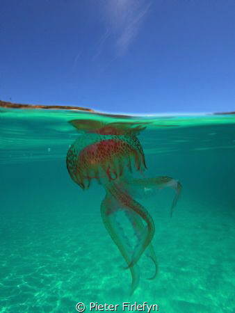 jellyfish by Pieter Firlefyn 