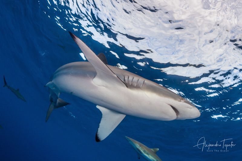 Silky Shark with sky, Gardens of the Queen by Alejandro Topete 