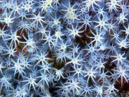 I liked the patterns displayed by the corky sea finger gr... by Zaid Fadul 