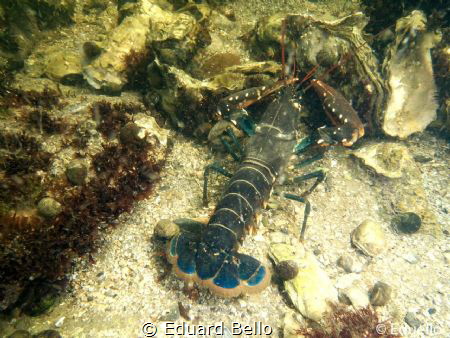Lobster at 1m depth by Eduard Bello 