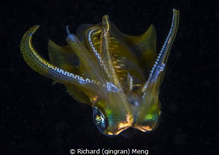 Glowing squid by Richard (qingran) Meng 