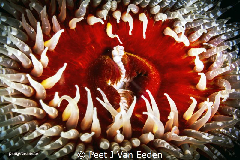
The Gatekeepers of Gullies

The sandy anemone with it... by Peet J Van Eeden 