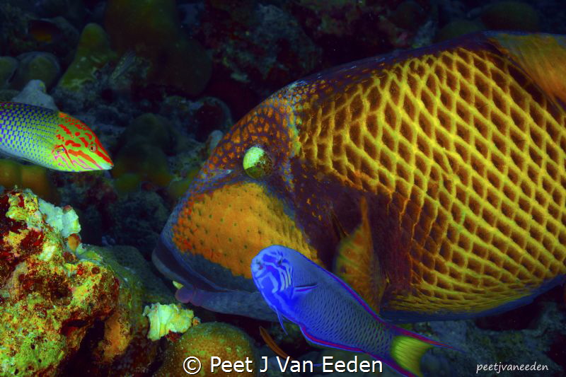 The Coral Cruncher and Guests
Mutual Interest- Food by Peet J Van Eeden 