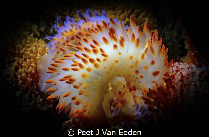It takes two to tango

Blue and Yellow gas flame nudibr... by Peet J Van Eeden 