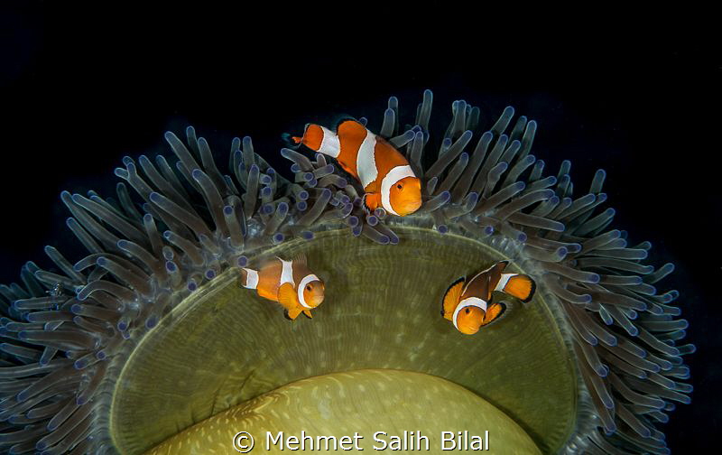 Clownfish family. by Mehmet Salih Bilal 