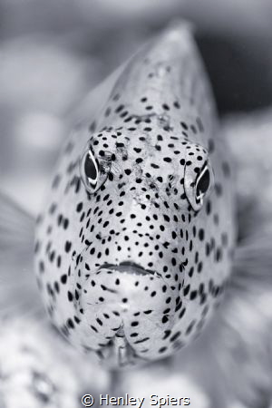 Freckled Hawkfish by Henley Spiers 