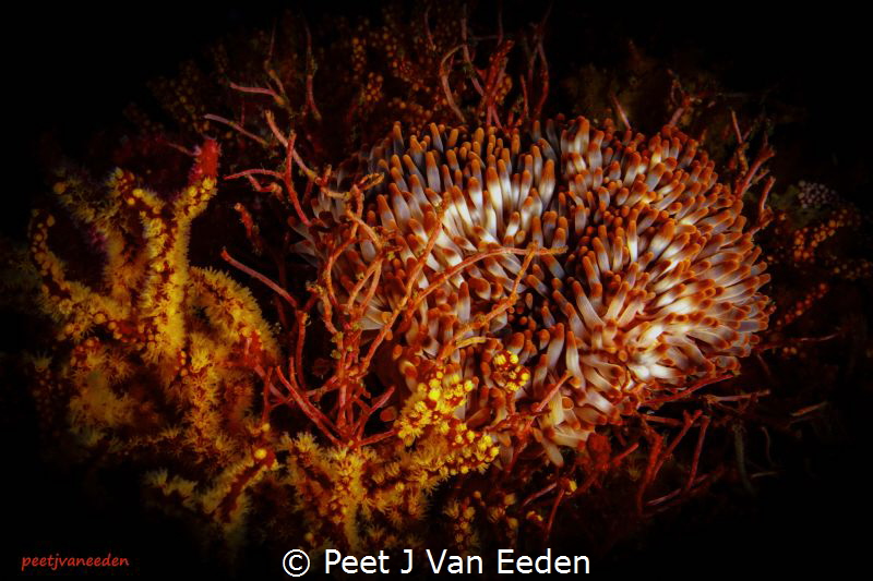 Voracious Appetite

The rare walking sea-anemone has le... by Peet J Van Eeden 