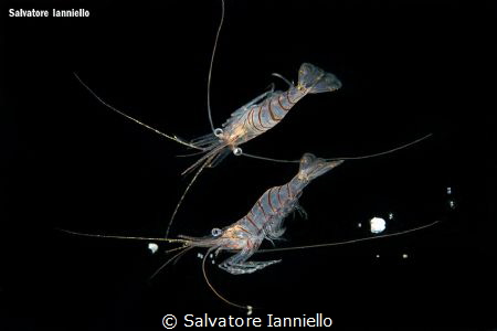 The other side of the shrimp by Salvatore Ianniello 