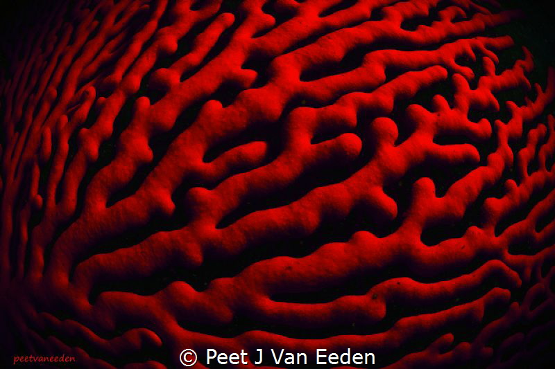 Patterns of a Sinuous  Sea Fan by Peet J Van Eeden 