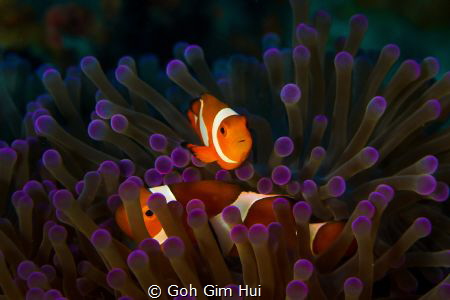 Nemo hiding in the soft corals by Goh Gim Hui 