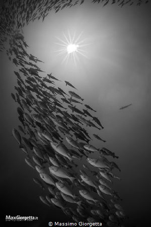 schooling of fish in fan island by Massimo Giorgetta 