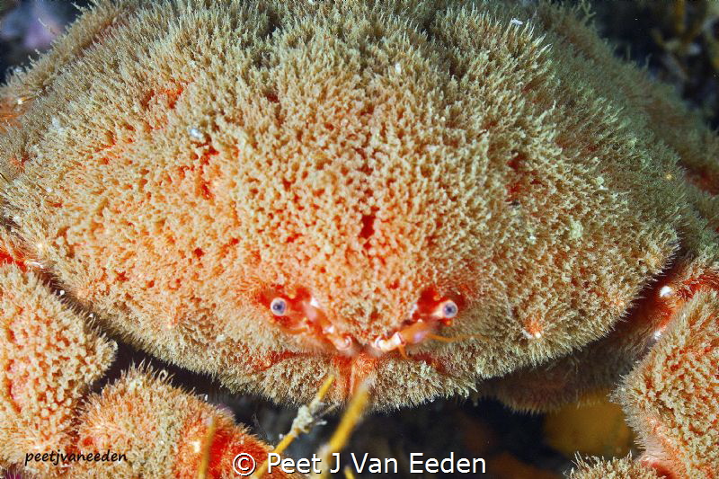 The cold blue eyes of a sumo crab. An armoured warrior of... by Peet J Van Eeden 