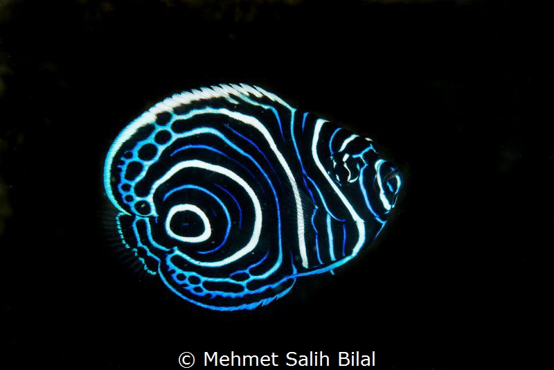 Juvenile emperor angelfish. by Mehmet Salih Bilal 