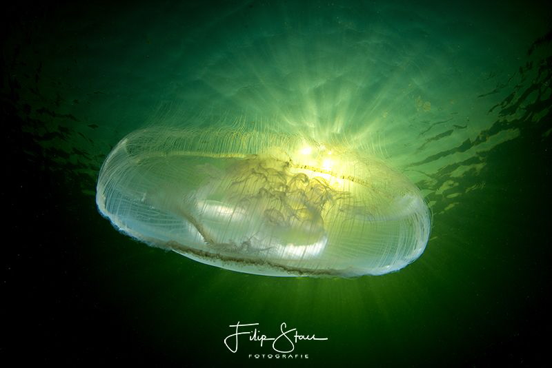Common jellyfish (Aurelia aurita), Zeeland, The Netherlands. by Filip Staes 