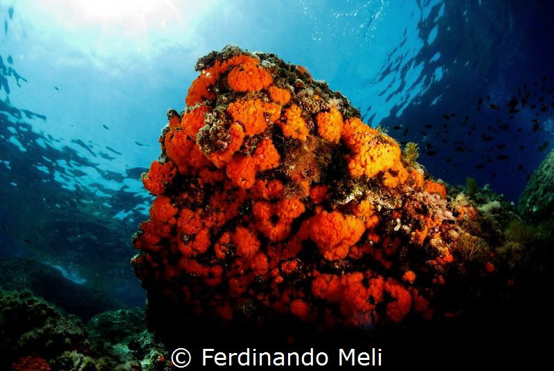 Underwater colors by Ferdinando Meli 