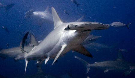 Scalloped Hammerhead off Darwin, Galapagos. Nikkor 12-24mm by Chris Wildblood 