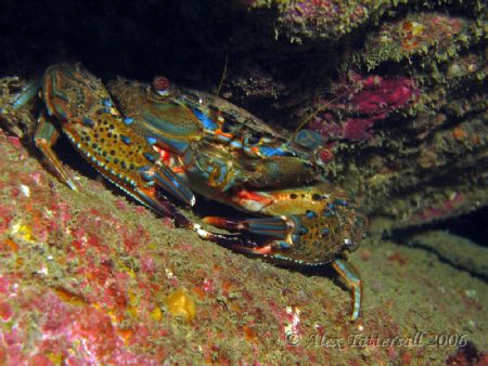 Colourful crab in a crevice !! Taiwan... by Alex Tattersall 