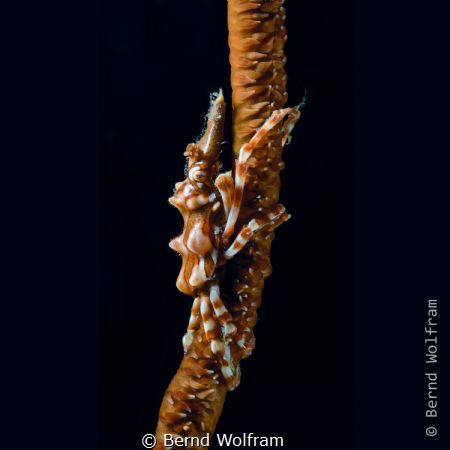 I found this little Xeno Crab sitting on a whip coral in ... by Bernd Wolfram 