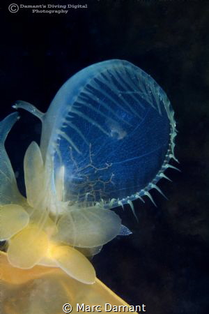 Hooded nudibanch a punk rocker of the nudi world! by Marc Damant 