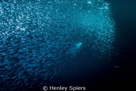 Bluefin Tuna Hunting Sardines by Henley Spiers 