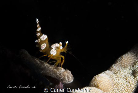 Humpback Shrimp 
Mabul Island, Eel Garden Reef - Malaysi... by Caner Candemir 