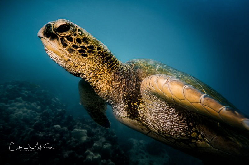 Image of a Hawaiian Sea Turtle we had the good fortune to... by Chris Mckenna 