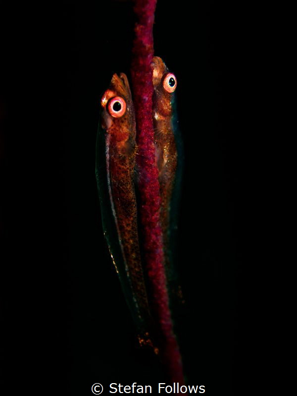 Double Trouble

Whip Coral Goby - Bryaninops yongei

... by Stefan Follows 