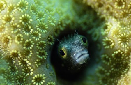 Alison Kemp found this little blenny in the coral in Nass... by Fin Photo 
