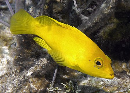 Coneys are common in the Cayman Islands, but the Golden v... by Jim Chambers 