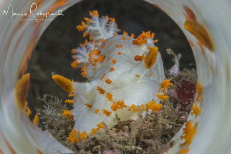 The Sea Clown Nudibranch (Triopha catalinae) is one of th... by Mario Robillard 